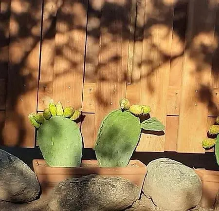 Domaine De La Punta Tatil Evi