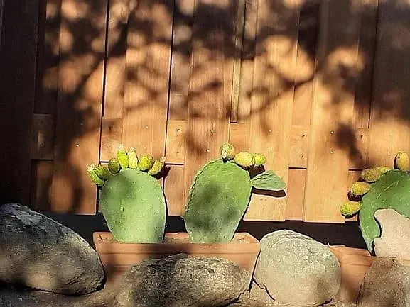 Domaine De La Punta Tatil Evi